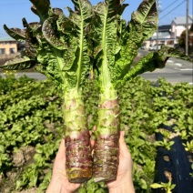 红叶莴笋上市中产地直发量大从优价格优惠诚信经营