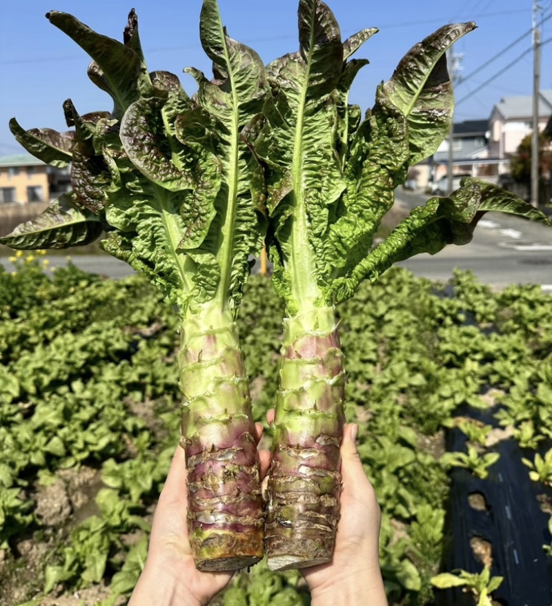 红叶莴笋上市中产地直发量大从优价格优惠诚信经营