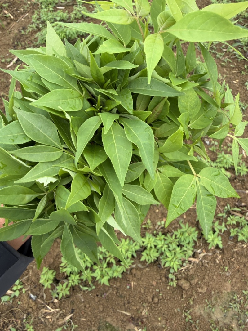 黄柏芽苗