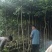 红果冬青