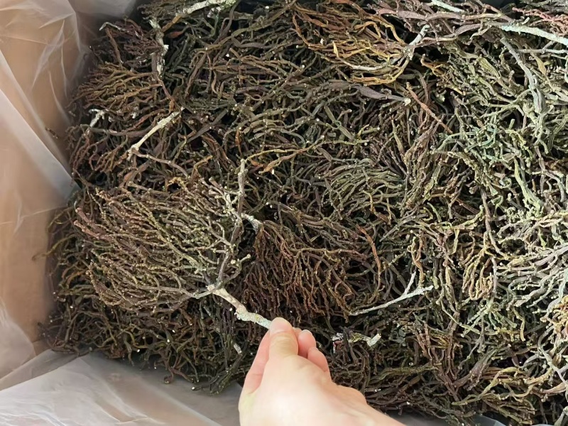 茶寄生