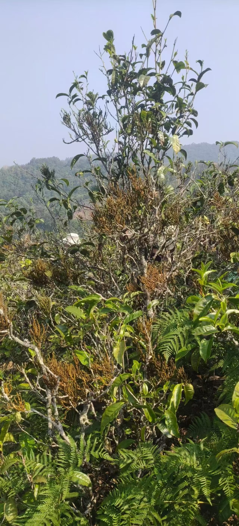 茶寄生