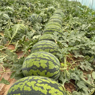 陕西甘美4k大量供应,一手货源