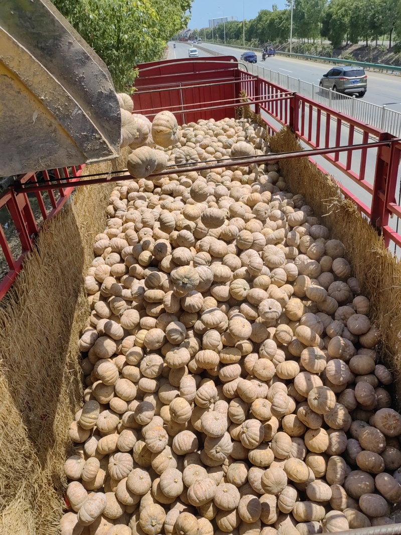 湖北基地盘龙204磨盘南瓜，上市中，一手货源基地直发