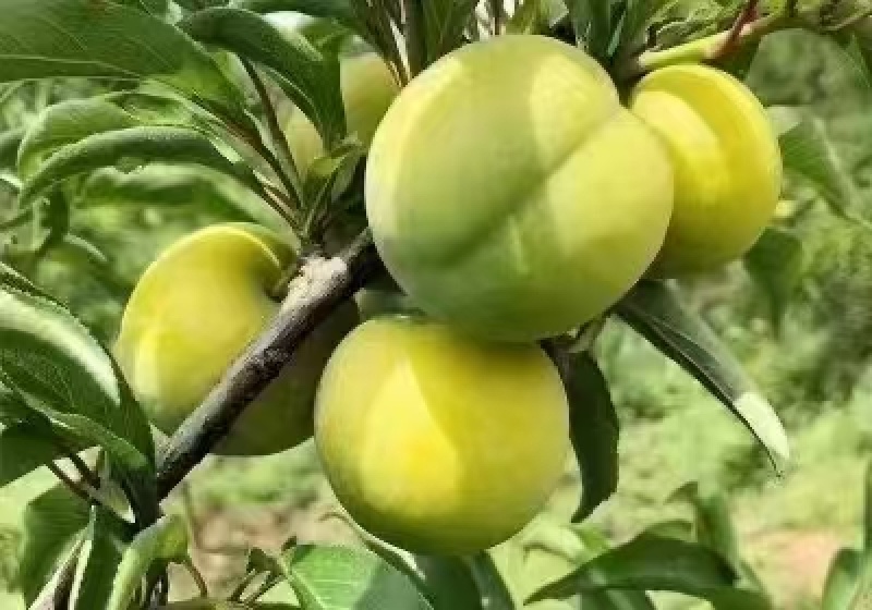 蜂糖李，一手货源，规格齐全，保质保量，电联价格可谈