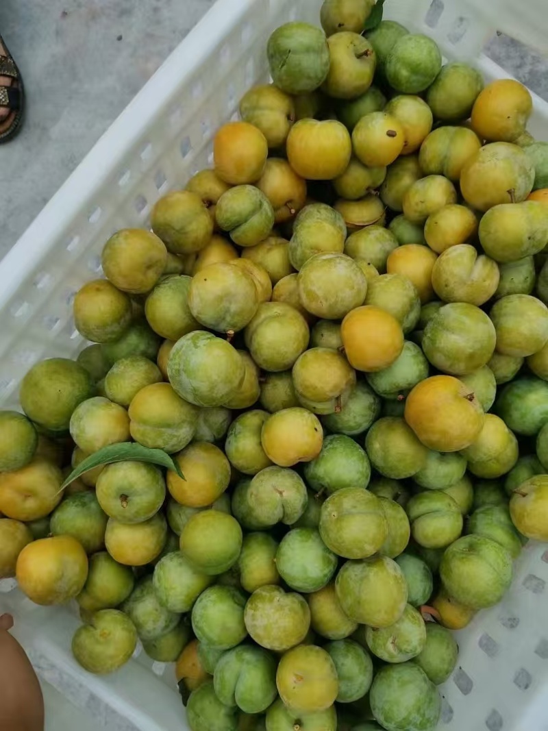 蜂糖李，一手货源，规格齐全，保质保量，电联价格可谈