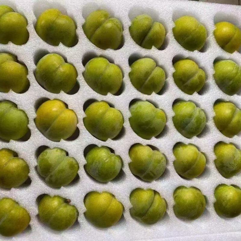 蜂糖李四川李子，产地一手货源，量大从优，可视频看货发全国