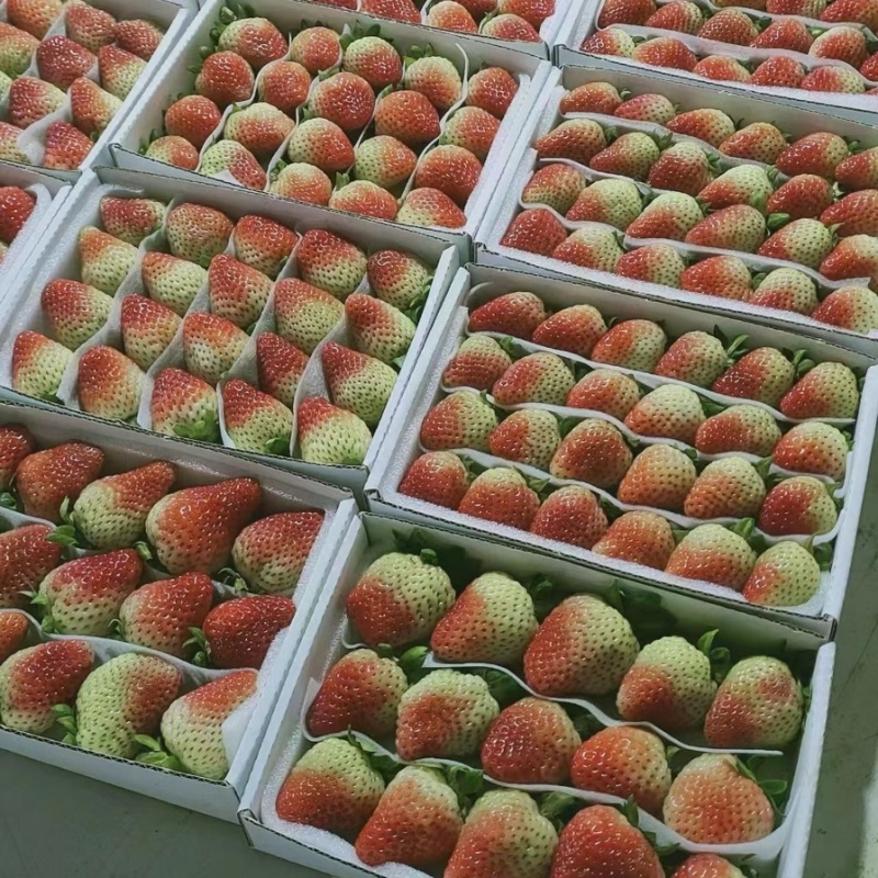 红颜草莓蒙特瑞