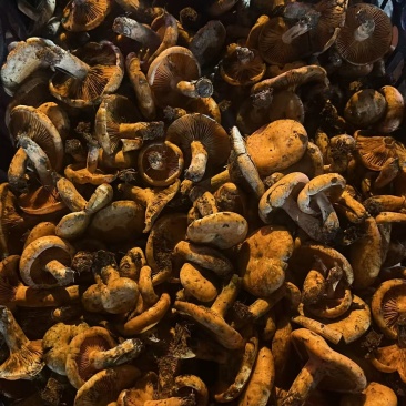 黄枞菌
