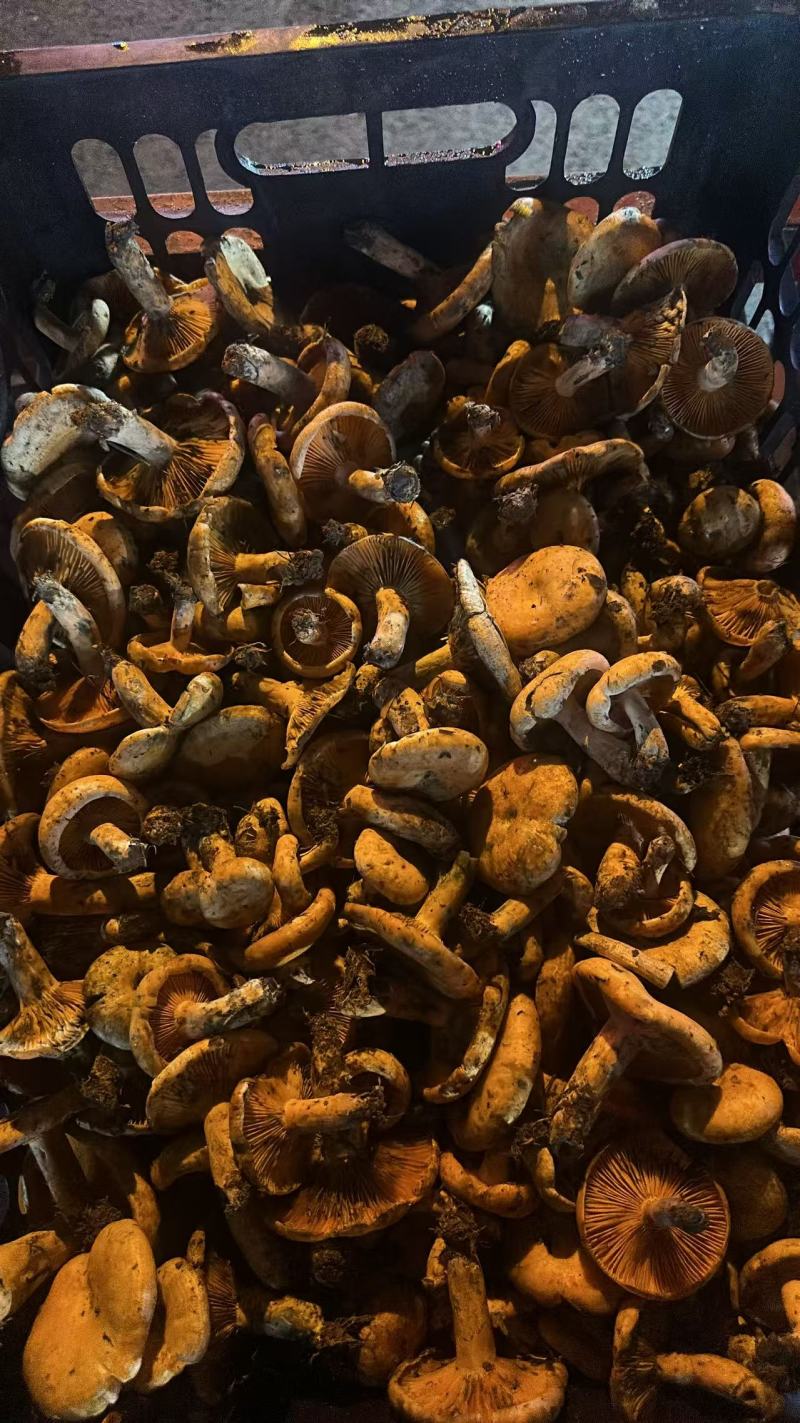 黄枞菌