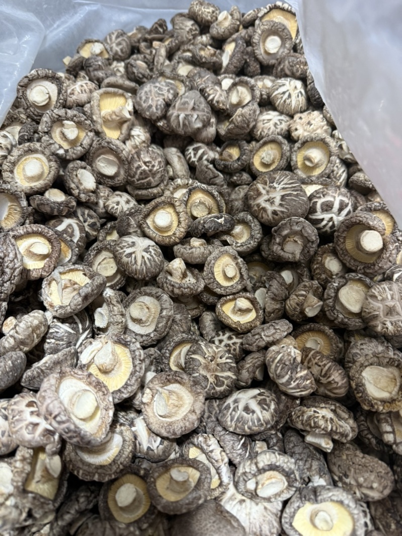 包邮精选白茶花3-4厘米2026年新货