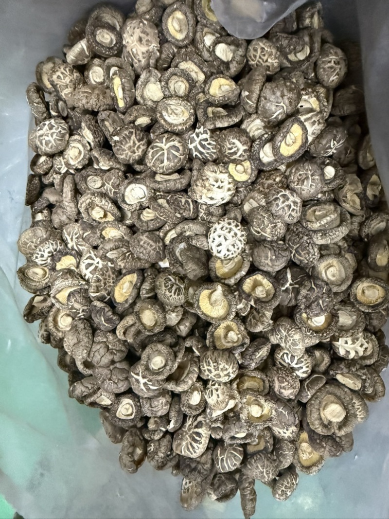 包邮精选白茶花3-4厘米2026年新货