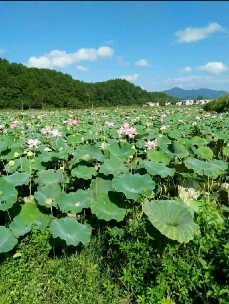 莲蓬~鲜莲子
