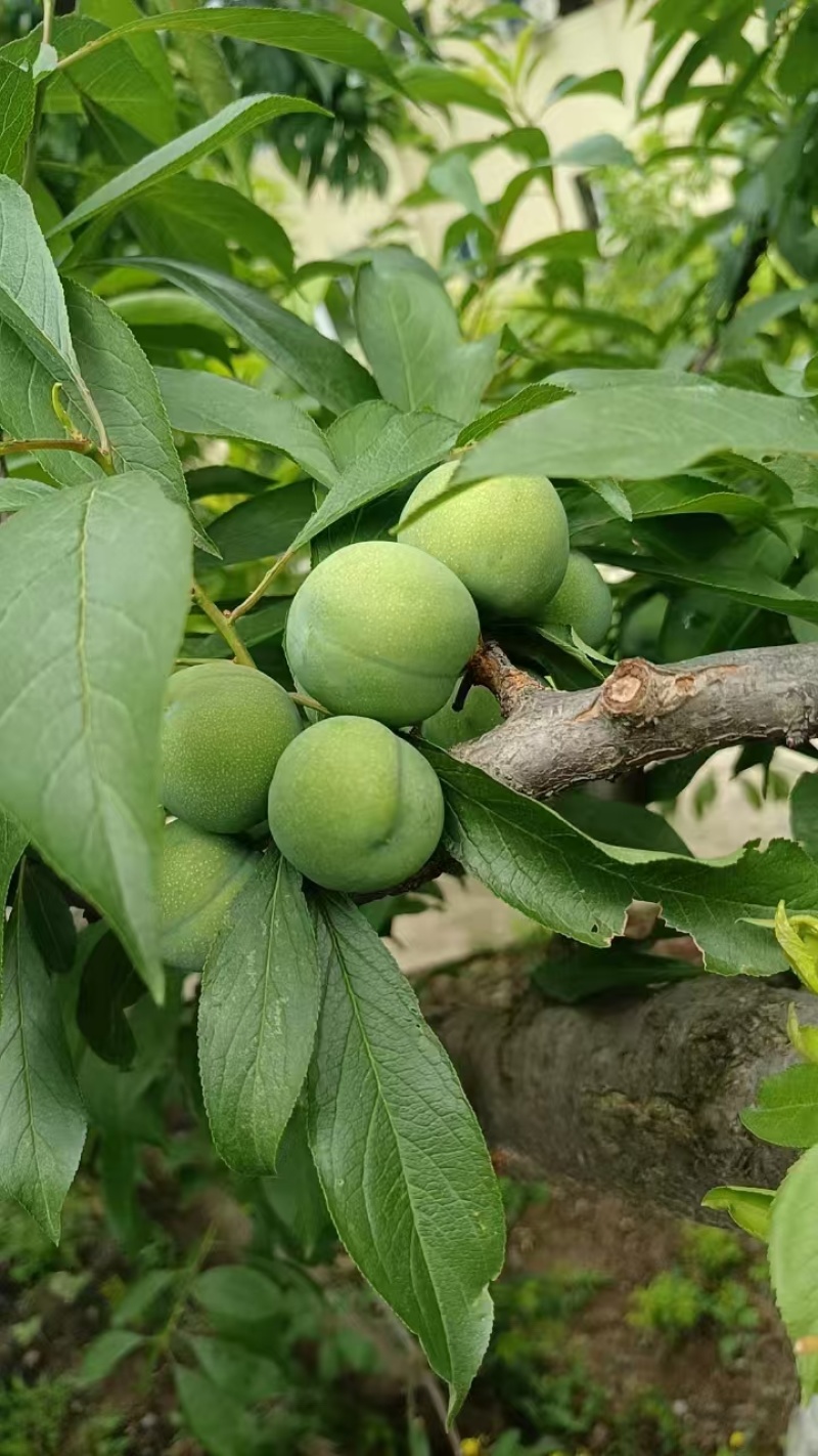 青脆李