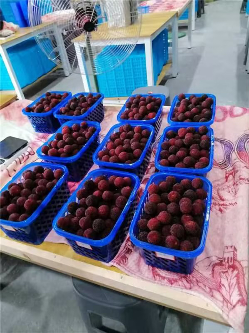 浙江仙居杨梅，货源充足，质量保证，欢迎来电咨询选购
