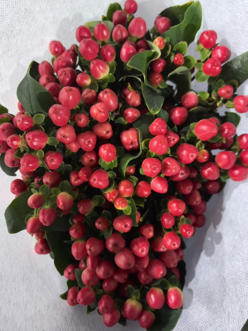 相思豆红豆火龙珠昆明鲜花种植基地直批全国批发商花店