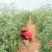 礼品级火山麒麟西红柿口感好种植基地直发对接高端超市