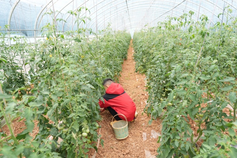 礼品级火山麒麟西红柿口感好种植基地直发对接高端超市