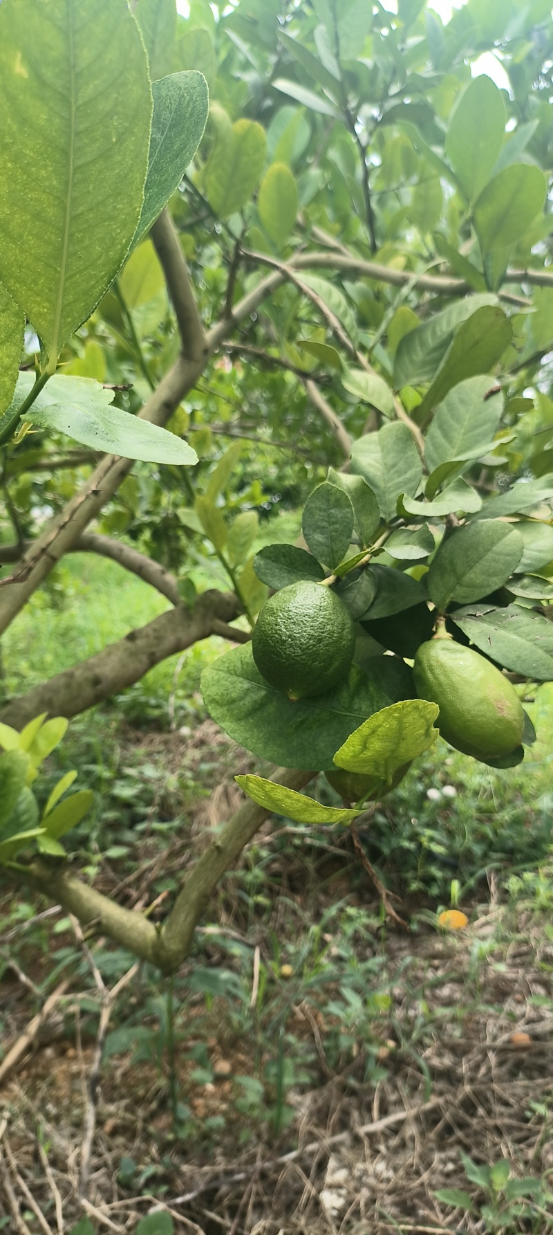 广东香水柠檬