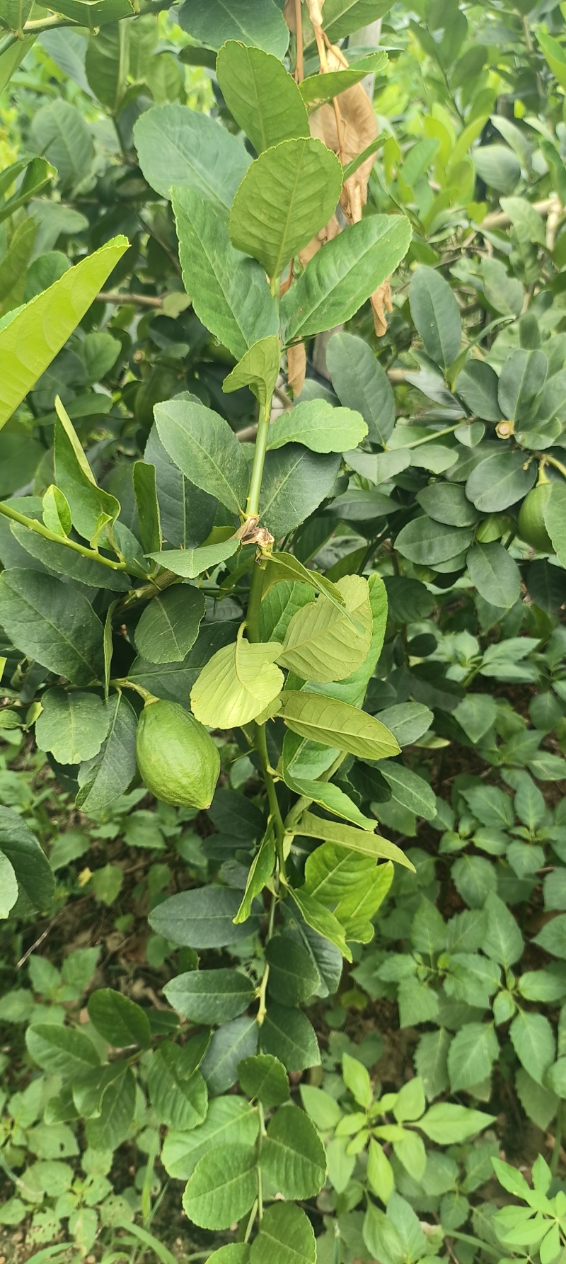 广东香水柠檬