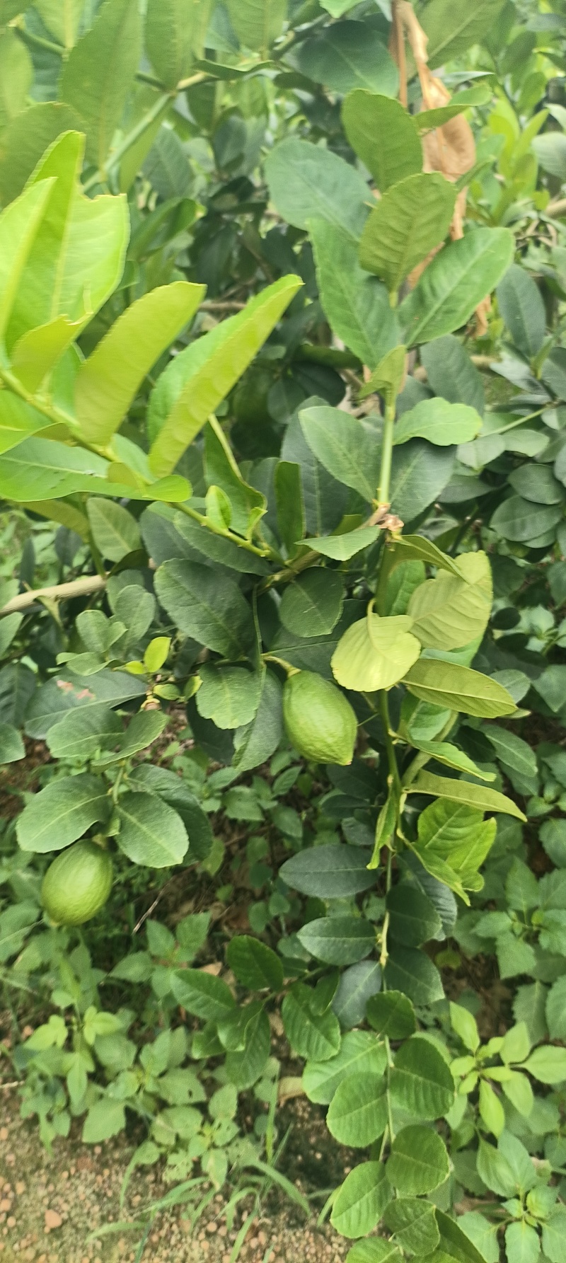 广东香水柠檬