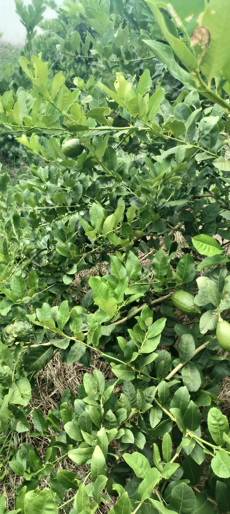 广东香水柠檬