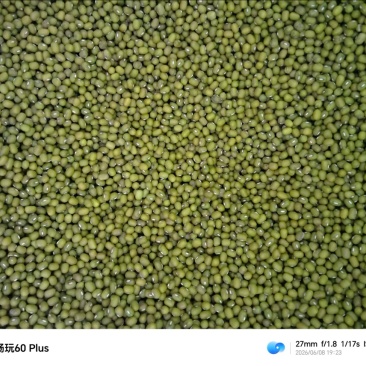 东北芽绿豆，绿豆芽专用自产自销可当商品豆更新鲜。