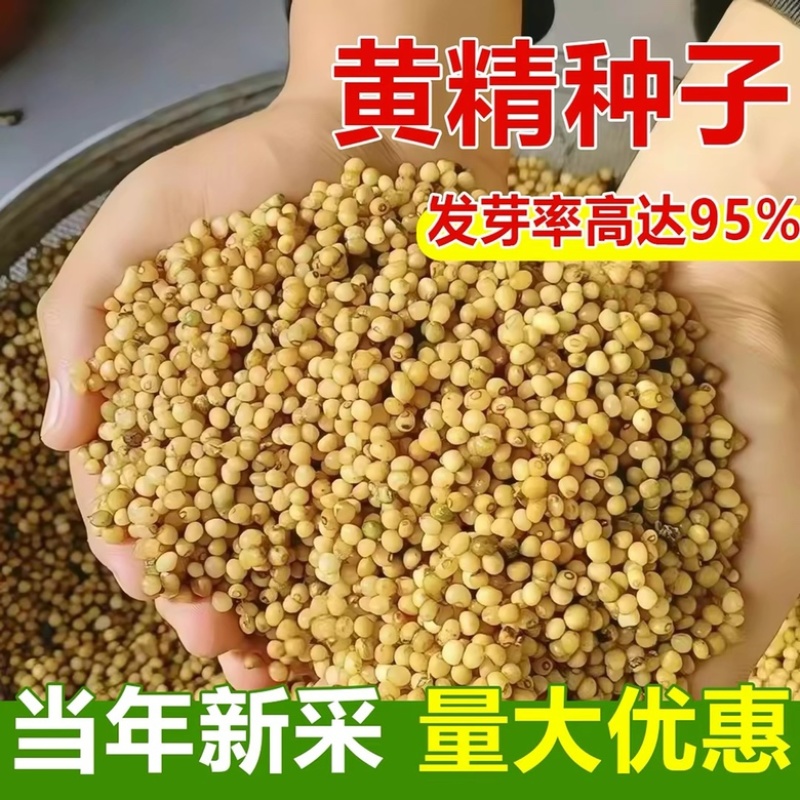 黄精种子当年新采发芽率高鸡头黄精籽多花不倒苗
