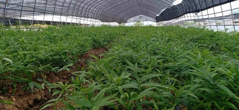 黄精种子当年新采发芽率高鸡头黄精籽多花不倒苗