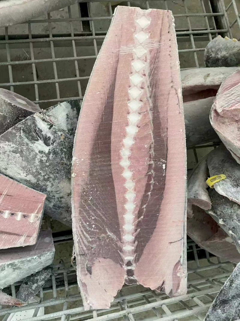 蓝旗金枪鱼