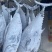 蓝旗金枪鱼