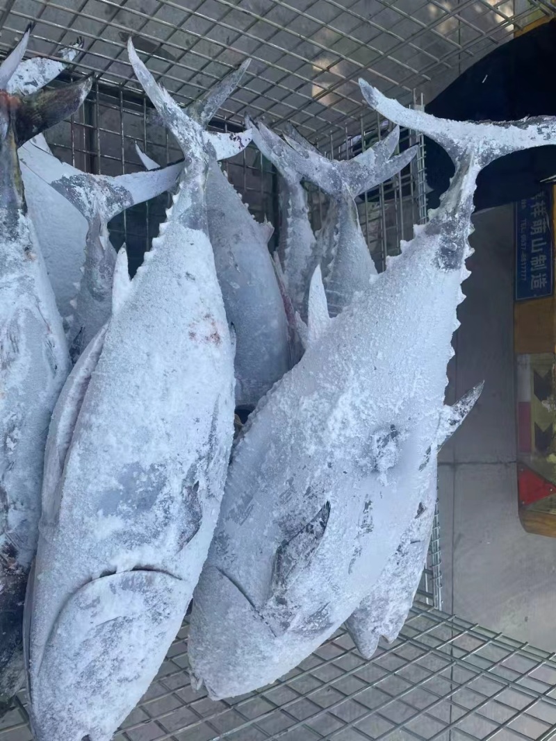蓝旗金枪鱼