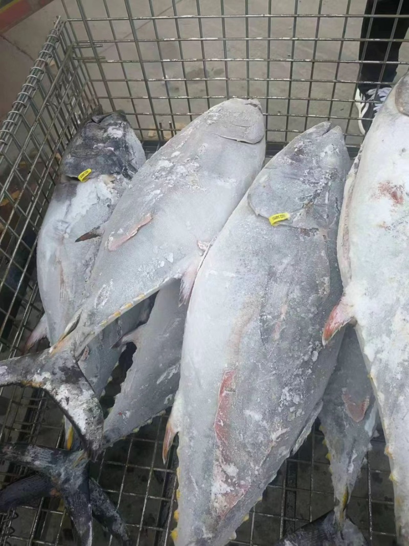 蓝旗金枪鱼