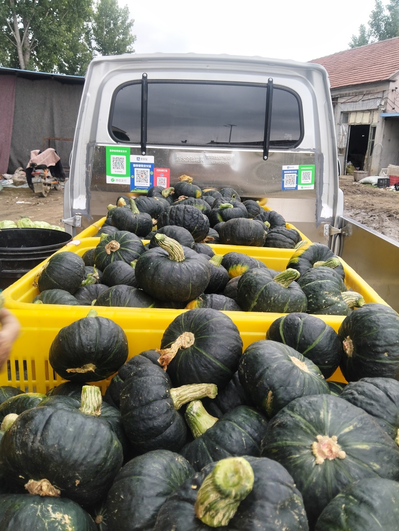 贝贝南瓜，支持电商，市场，社区团够，爆粉香甜，全国发货。