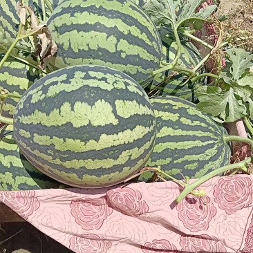 锦王西瓜，一万两千斤，又红又甜，有需要的老板联系我吧，地