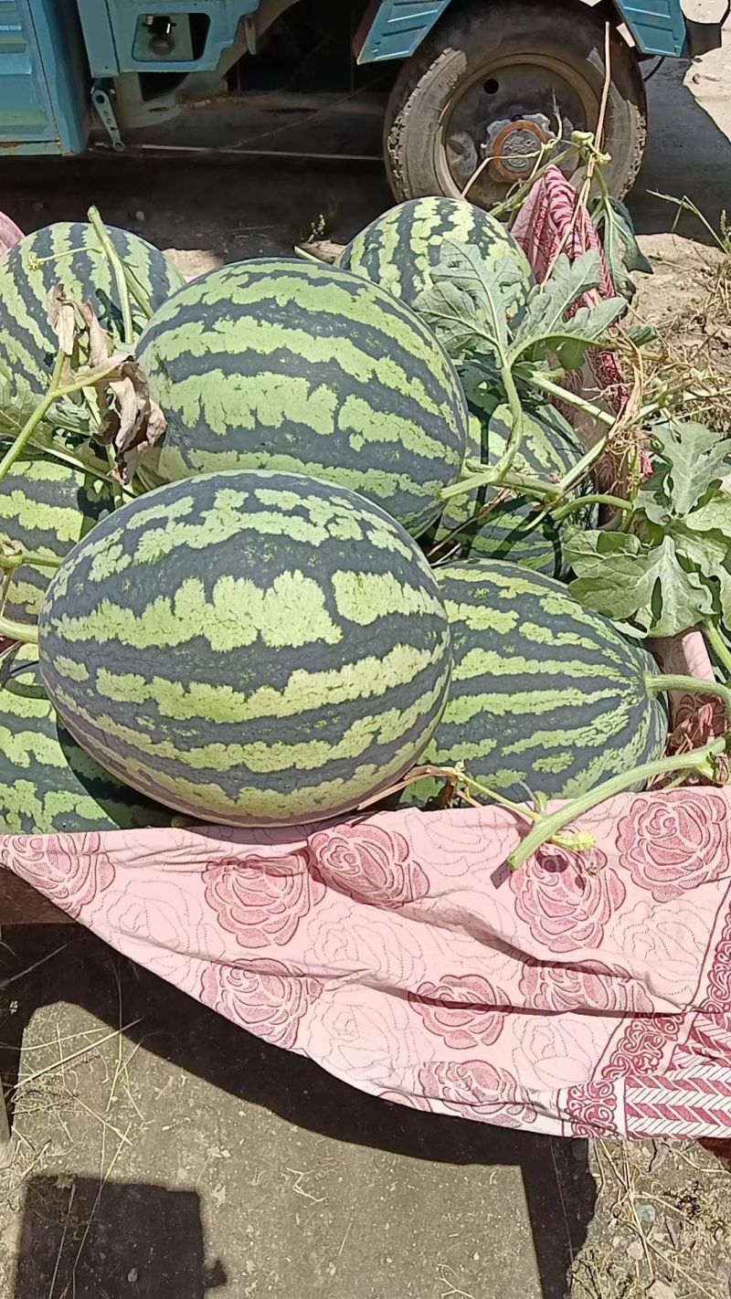 锦王西瓜，一万两千斤，又红又甜，有需要的老板联系我吧，地