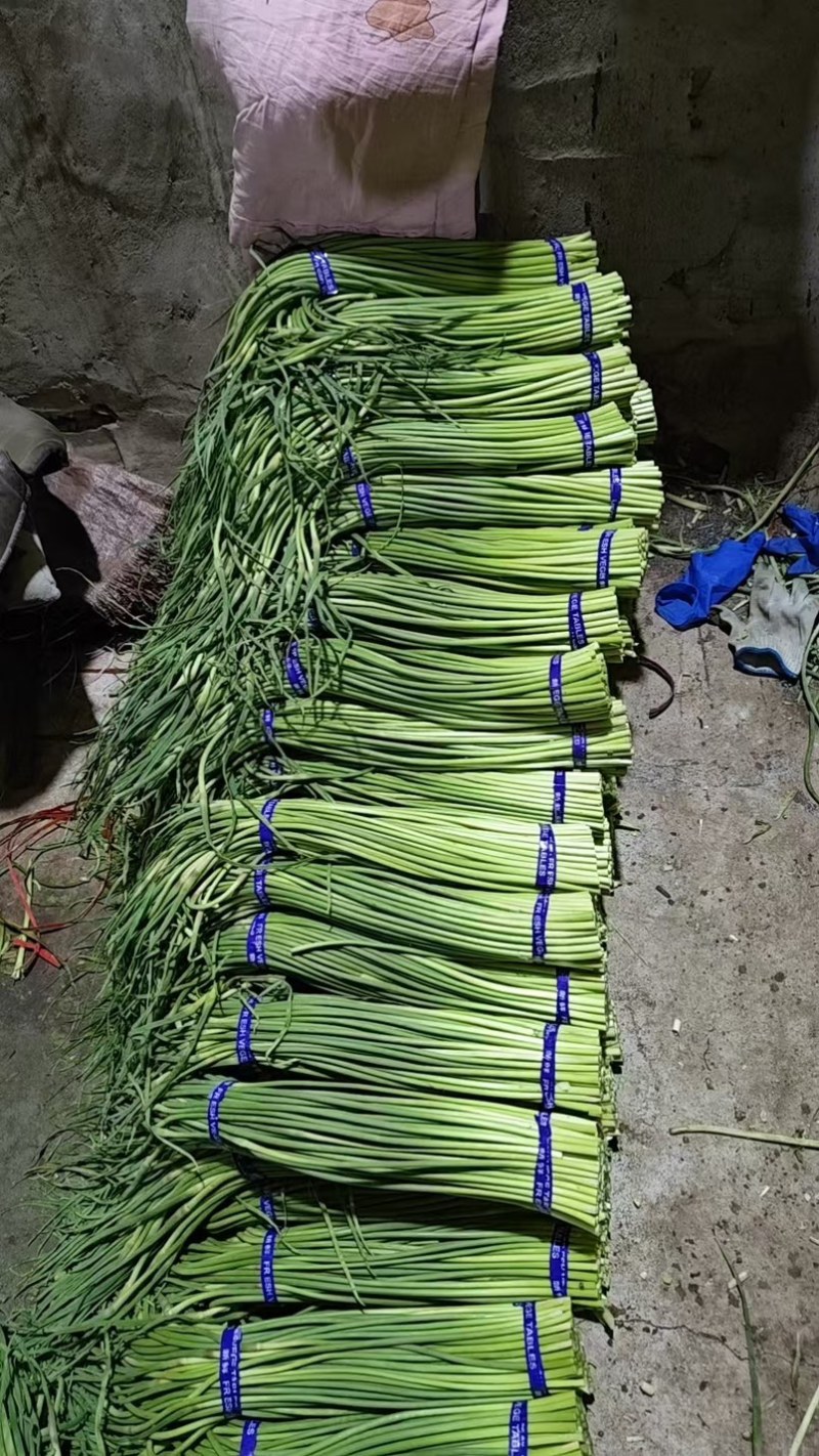 一手货源！鱼台冷库蒜苔，硬度高无黄斑，商超市场