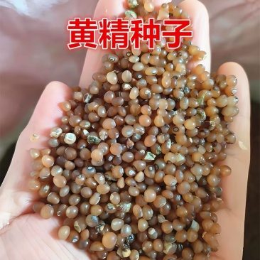 黄精种子鸡头黄精籽发芽率高黄精秧苗出售大量供应