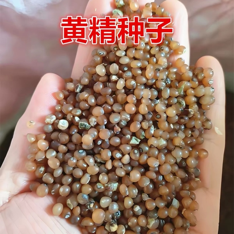 黄精种子鸡头黄精籽发芽率高黄精秧苗出售大量供应