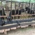 金堂农祥养殖场黑山羊