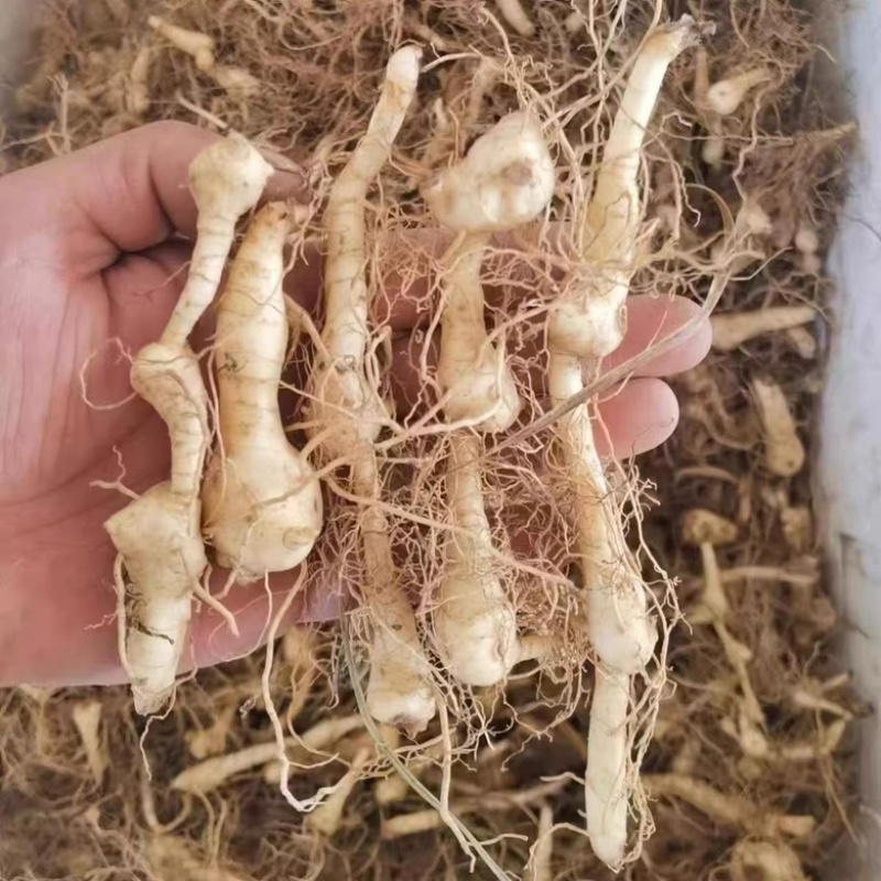 黄精种子鸡头黄精籽发芽率高黄精秧苗出售大量供应