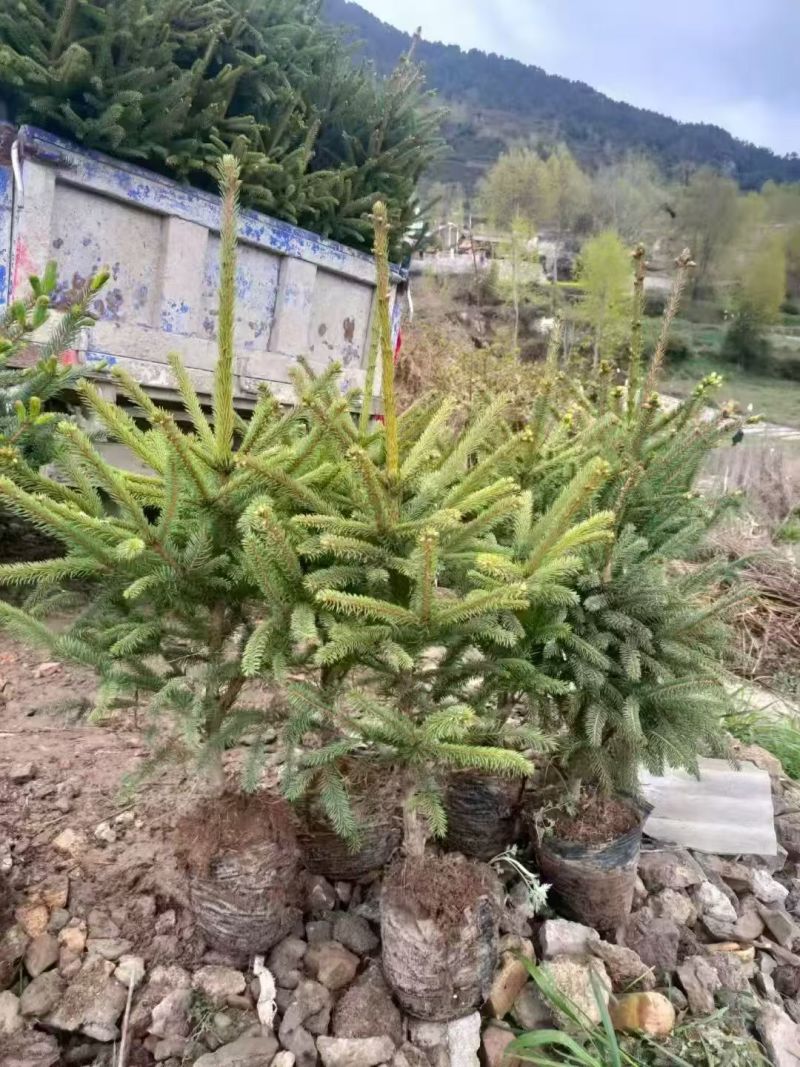 云杉苗木种植基地产地直发，欢迎各位老板视频看货