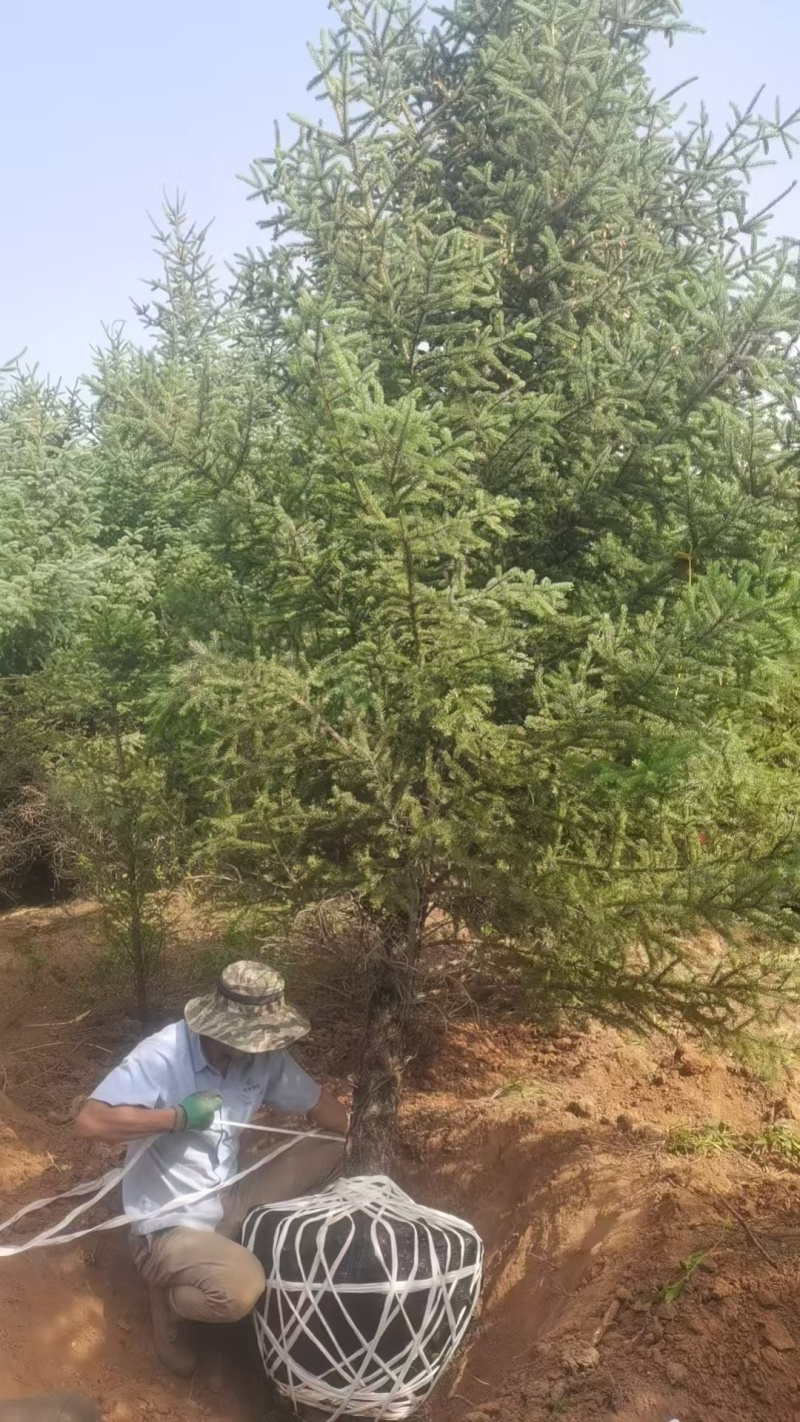 云杉苗木种植基地产地直发，欢迎各位老板视频看货