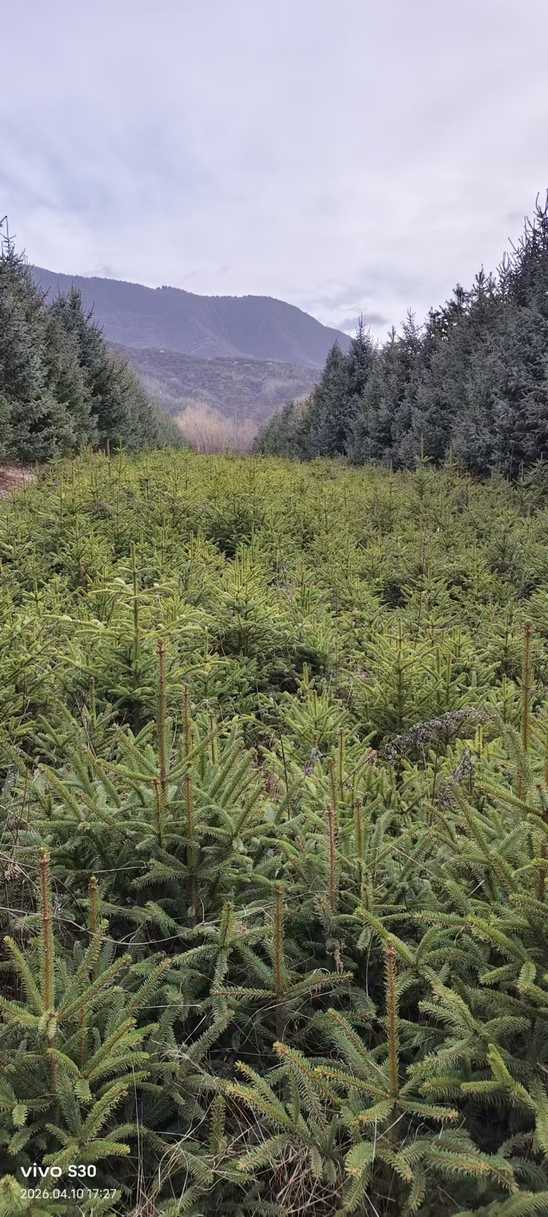 云杉苗木种植基地产地直发，欢迎各位老板视频看货