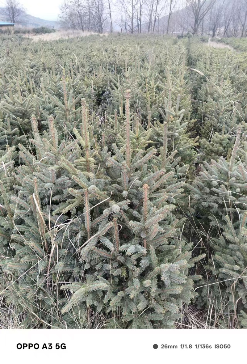 云杉苗木种植基地产地直发，欢迎各位老板视频看货