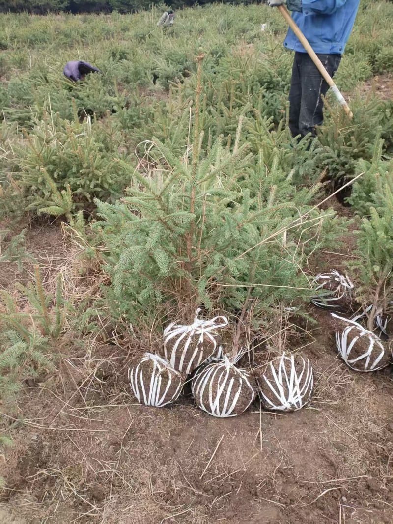 云杉苗木种植基地产地直发，欢迎各位老板视频看货
