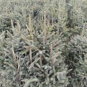 云杉苗木种植基地产地直发，欢迎各位老板视频看货
