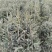云杉苗木种植基地产地直发，欢迎各位老板视频看货