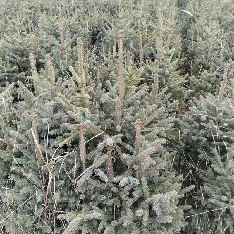 云杉苗木种植基地产地直发，欢迎各位老板视频看货