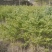 云杉苗木种植基地产地直发，欢迎各位老板视频看货